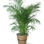 Planta de Sol - palmeira - areca bambu