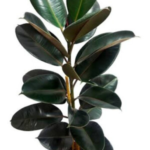 Planta de Sombra - Herbacia - Ficus Elastica