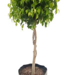 Planta de Sol - Arvore - Ficus