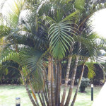 Planta de Sol - palmeira - areca bambu
