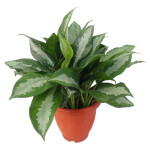 Planta de Sombra - Forração - Aglaonema Pataya