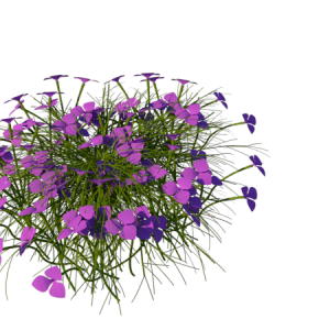 Planta de Sol - Forração - Dianthus