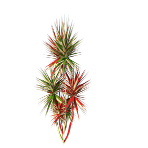 Planta de sol - Arbusto - Dracena Tricolor