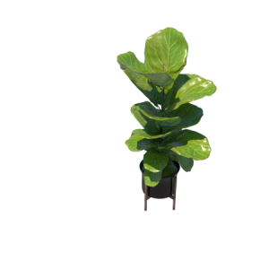 Planta de Sombra - Arbusto - Ficus lyrata