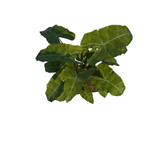 Planta de Sombra - Arbusto - Philodebdron