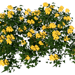 Planta de Sombra - Forração - Lysimachia vulgaris