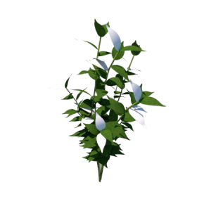Planta de Sol - Arbusto - Jasmim Gardenia