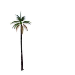 Planta de sol - Palmeira - Guariroba