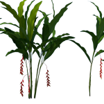 Planta de Sol - Arbusto - Heliconia Rostrata