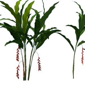 Planta de Sol - Arbusto - Heliconia Rostrata