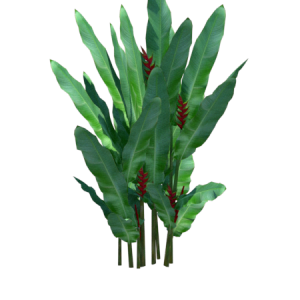 Planta de Sol - Arbusto - heliconia stricta
