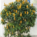 Planta de Sol - Arbusto - Camarão Amarelo