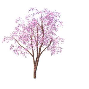 planta de Sol - Arvore - Ipê rosa