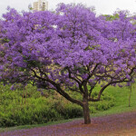 Planta de Sol - Arvore - Jacaranda mimoso