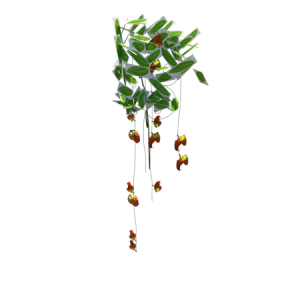 Planta de Sol - Trepadeira - Sapatinha-de-Judia