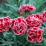 Planta de Sol - Forração - Dianthus