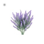 Planta de sol - flor - lavanda