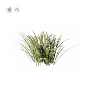 planta de Sol - forração - Liriope