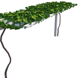 Planta de Sol - Frutifera - Maracujá