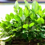 Planta de Sombra - Herbacia - Maranta Charuto