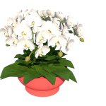 Planta de Sombra - Flor - Orquidea Cascata