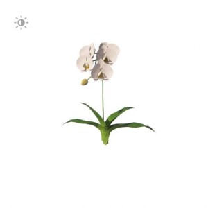 Planta de Sombra - Flores - Orquidea /cores variadas