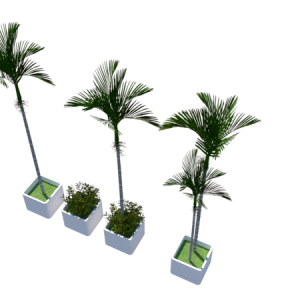 Planta de Sol - Palmeira - Veitchia