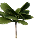 Planta de Sombra - Palmeira - Licuala
