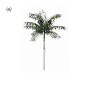 Planta de Sol - Palmeira - Palmeira Real