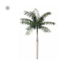 Planta de Sol - Palmeira - Imperial