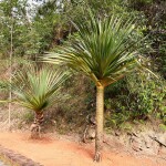 Planta de sol - Arbusto - Pandanus