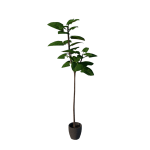 Planta de Sombra - Arbusto - Guiné