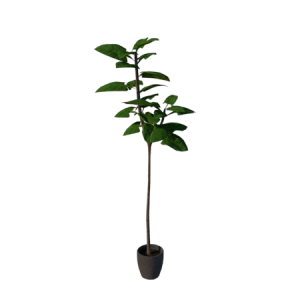 Planta de Sombra - Arbusto - Guiné