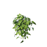 Planta de Sombra - Pendente - Philodendron Brasil
