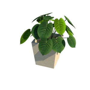 Planta de sombra - forração - Pilea