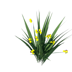 Planta de Sol - Flor - Iris amarela