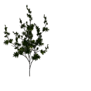 PLanta de Sol - Arbusto - Pleomele
