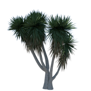 Planta de Sol - Arbusto - Iuca