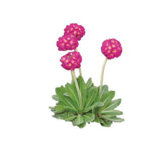 Planta de Sombra - Flor - Primula