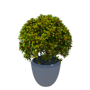 Planta de Meia Sombra - Arbusto - Pitósporo