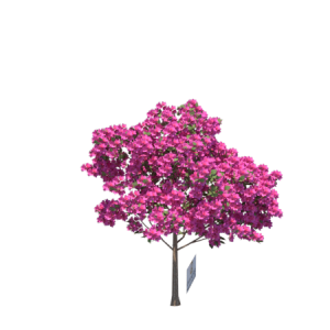Planta de Sol - Arvore - Quaresmeira rosa
