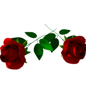 Planta de Sombra - Flor - Rosa de Corte