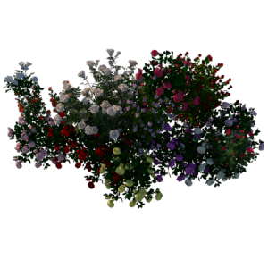 Planta de Sol - Flores - Roseiro/rosas