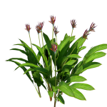 Planta de Sombra - Arbusto - Helicona Strelitzia
