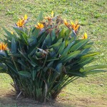 Planta de Sombra - Arbusto - Helicona Strelitzia