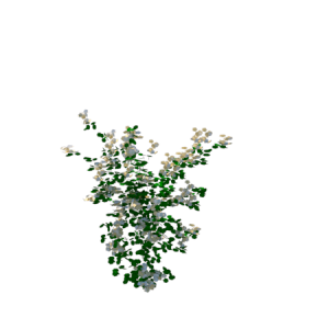 Planta de sol - Trepadeira - Lagrimas-de-cristo