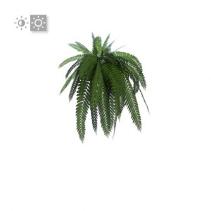 planta de sombra - pendente - samambaia paulistinha