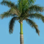 Planta de Sol - Palmeira - Imperial